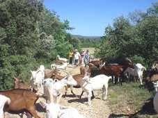 Troupeau de chèvres en balade